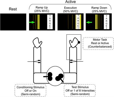 Contraction Phase and Force Differentially Change Motor Evoked Potential Recruitment Slope and Interhemispheric Inhibition in Young Versus Old